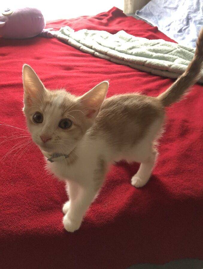 Georgie Orange Tabby Kitten Adoption Stroudsburg pa 1