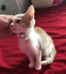Georgie Orange Tabby Kitten Adoption Stroudsburg pa 1