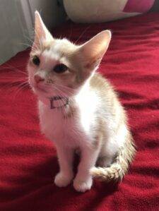 Georgie Orange Tabby Kitten Adoption Stroudsburg Pa 1