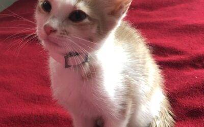 ADOPTED – Orange Tabby Kitten in Stroudsburg PA – Meet George