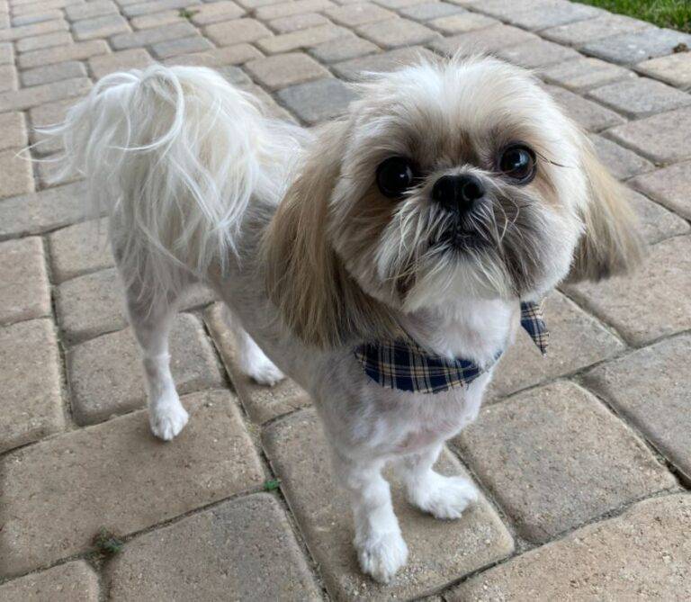 Adorable shih-tzu for adoption in rancho cucamonga – supplies included – adopt george