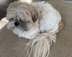 George shih tzu adoption rancho cucamonga ca 1