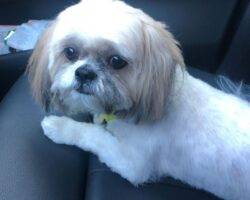 George shih tzu adoption rancho cucamonga ca 1