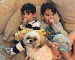 George shih tzu adoption rancho cucamonga ca 1