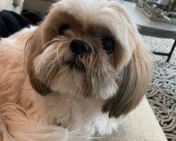 George shih tzu adoption rancho cucamonga ca 1