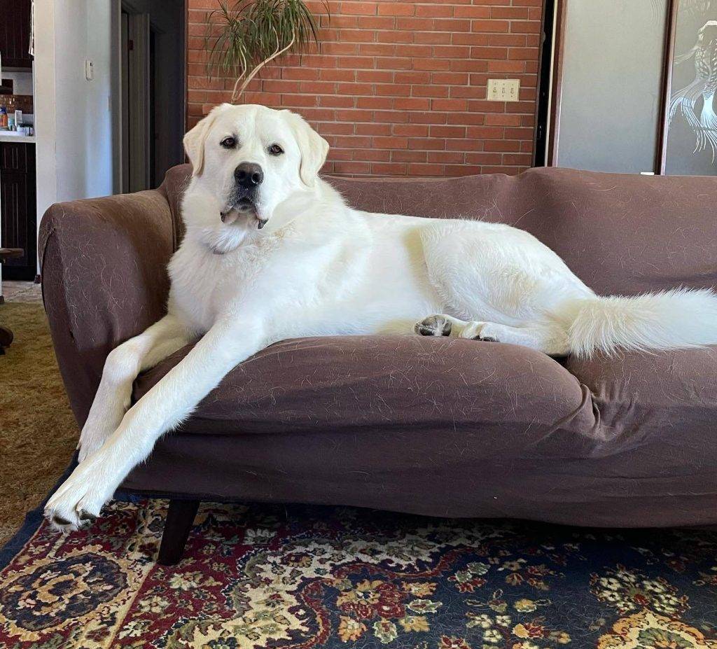 Geralt, a handsome akbash dog for adoption in calgary alberta