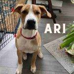 American Pit Bull Terriers For Adoption In San Antonio TX