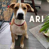 German Shepherd American Pit Bull Terrier Mix German Sheppit Puppy Adoption San Antonio Texas (1)