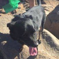 German Shepherd Mix For Adoption In El Cajon, CA – Adopt Rosco Today!