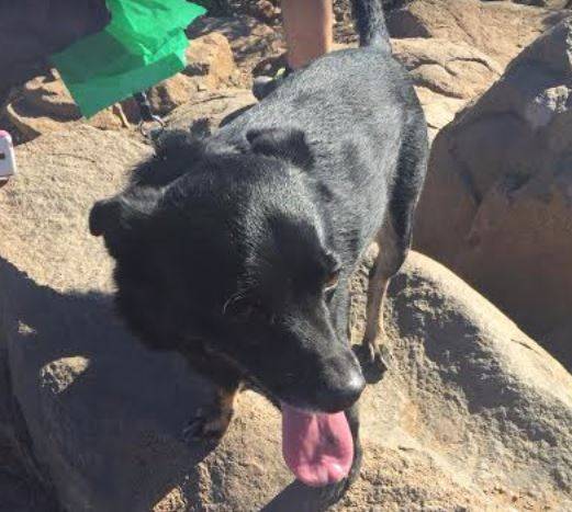 German Shepherd Mix For Adoption in El Cajon, CA – Adopt Rosco Today!