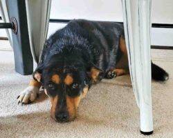 German shepherd blue heeler mix dog adoption birdsboro pa 5