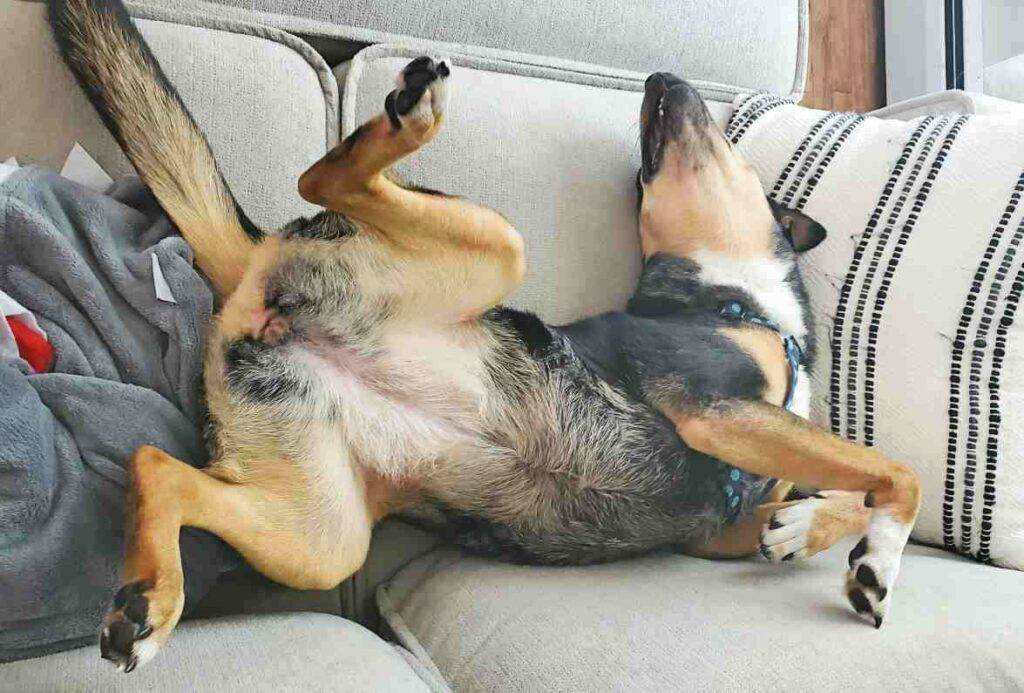 Photo German Shepherd Blue Heeler Mix Dog Adoption Birdsboro PA 5