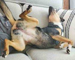 German shepherd blue heeler mix dog adoption birdsboro pa 5