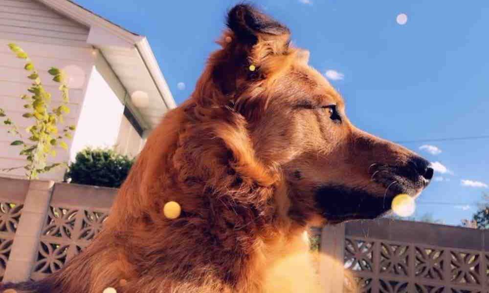 German shepherd collie mix dog for adoption in edmonton ab