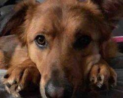 German shepherd collie mix dog for adoption in edmonton ab