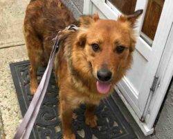 German shepherd collie mix dog for adoption in edmonton ab