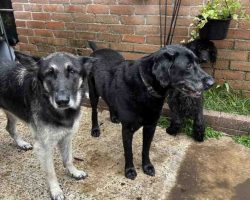 German shepherd dog for adoption in houston