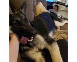 German shepherd dog for adoption in houston