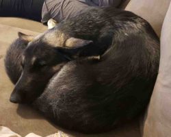 German shepherd dog for adoption in houston