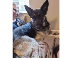 German shepherd dog for adoption in houston