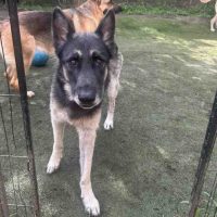 Beautiful German Shepherd Dog For Adoption In Houston Texas – Meet Freya