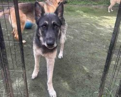 German shepherd dog for adoption in houston