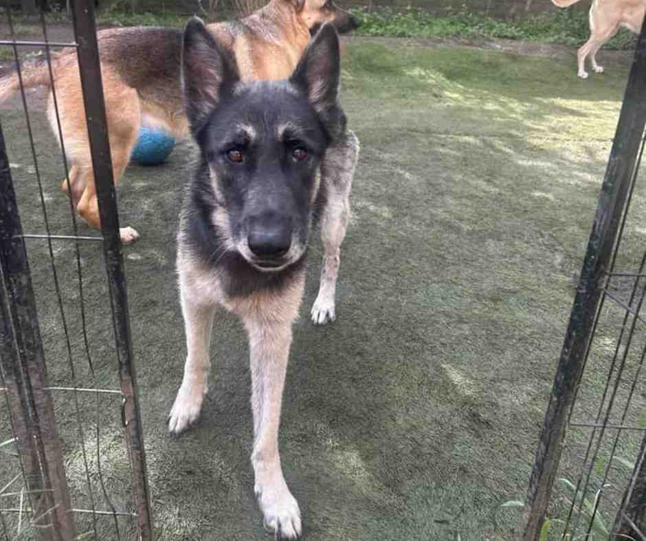 Beautiful German Shepherd Dog For Adoption in Houston Texas – Meet Freya