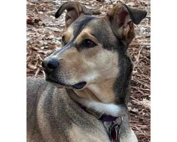 German Shepherd Dog For Adoption In Sacramento