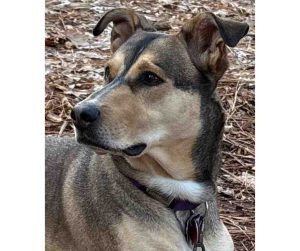 German Shepherd Dog For Adoption in Sacramento