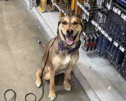 German Shepherd Dog For Adoption In Sacramento