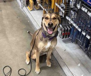 Photo German Shepherd Dog For Adoption in Sacramento