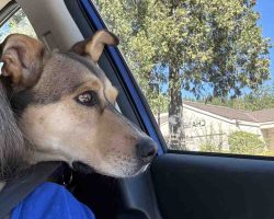 German Shepherd Dog For Adoption In Sacramento