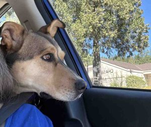 Photo German Shepherd Dog For Adoption in Sacramento