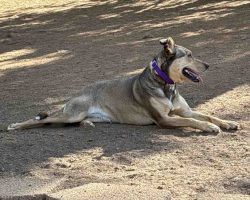 German Shepherd Dog For Adoption In Sacramento