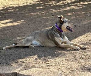 Photo German Shepherd Dog For Adoption in Sacramento