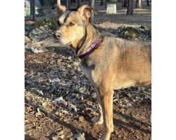 German Shepherd Dog For Adoption In Sacramento