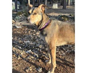 Photo German Shepherd Dog For Adoption in Sacramento