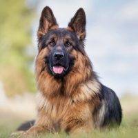 German Shepherd Dog Photo