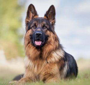 German shepherd dog photo