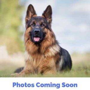 German Shepherd Dog Stock Image