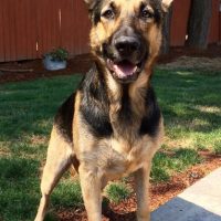 German Shepherd For Adoption In Salem OR