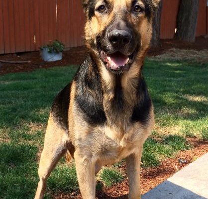 German Shepherd For Adoption in Salem OR