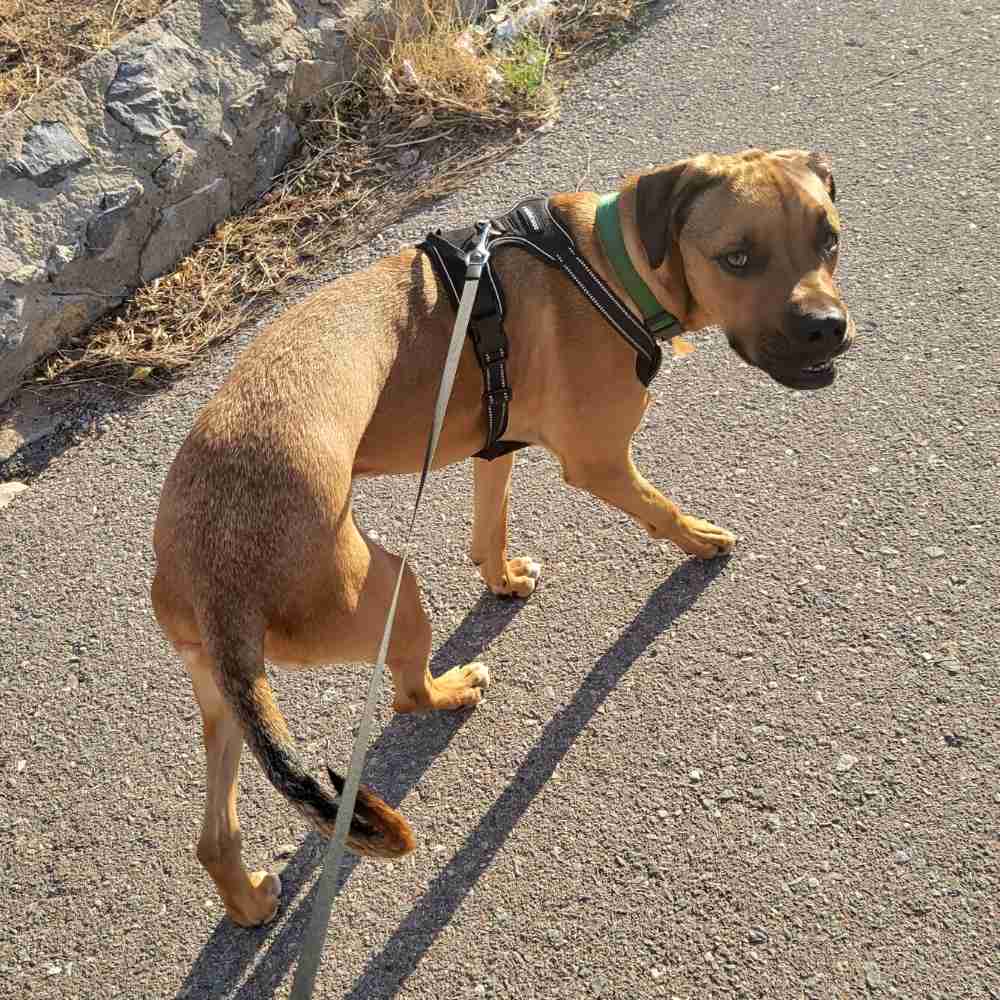 German Shepherd Mix Dog Adoption El Paso Texas 1