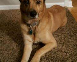 German shepherd mix dog for adoption 3
