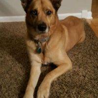 German Shepherd Mix Dog For Adoption