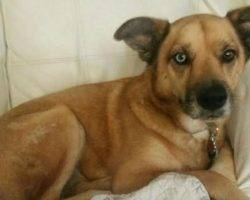 German shepherd mix dog for adoption 3