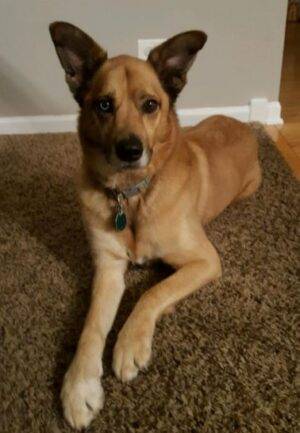 German Shepherd Mix Dog For Adoption