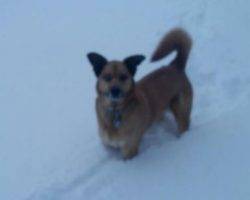 German shepherd mix dog for adoption 3