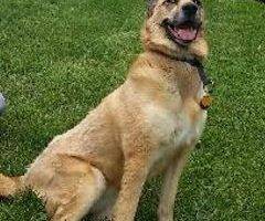 German shepherd mix dog for adoption 3