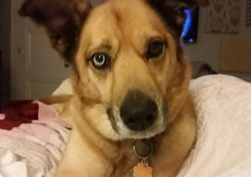German shepherd mix dog for adoption 3